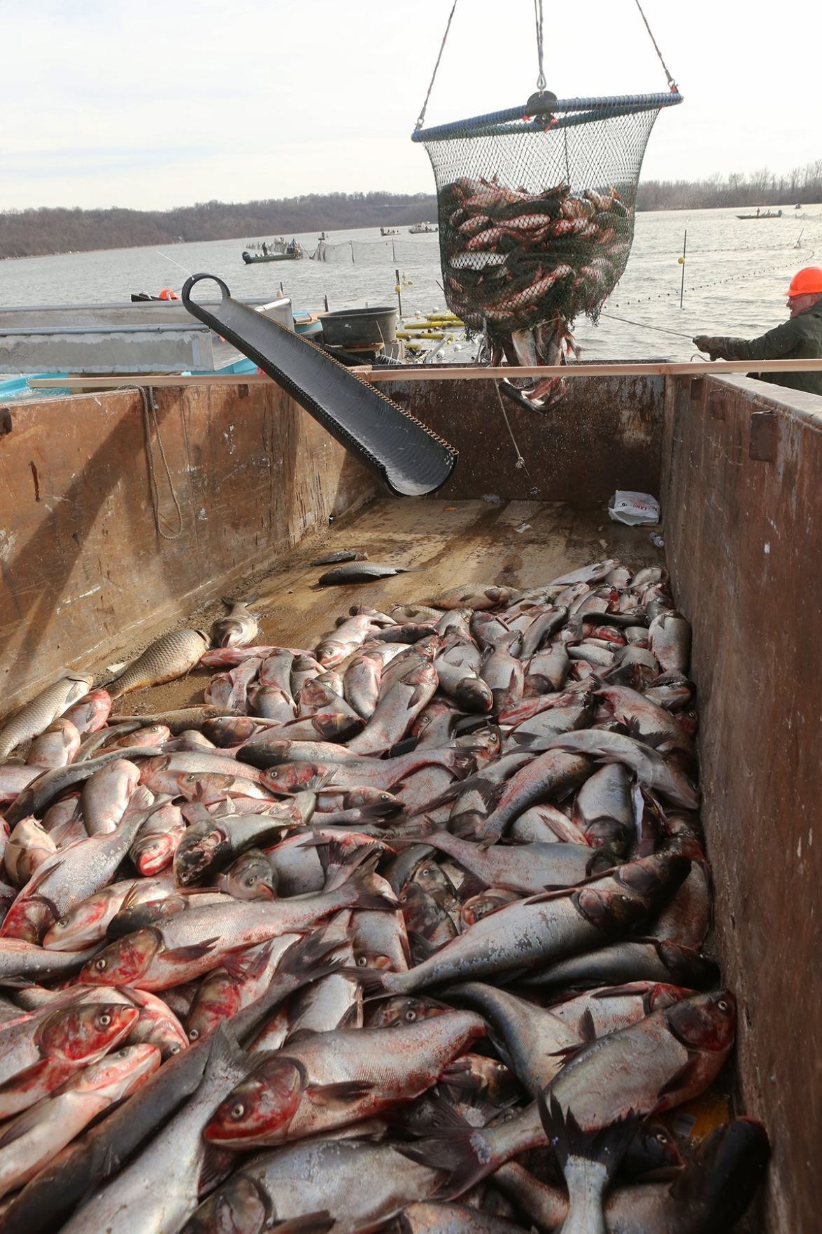 The gathering of Asian carp continues at Creve Coeur Lake